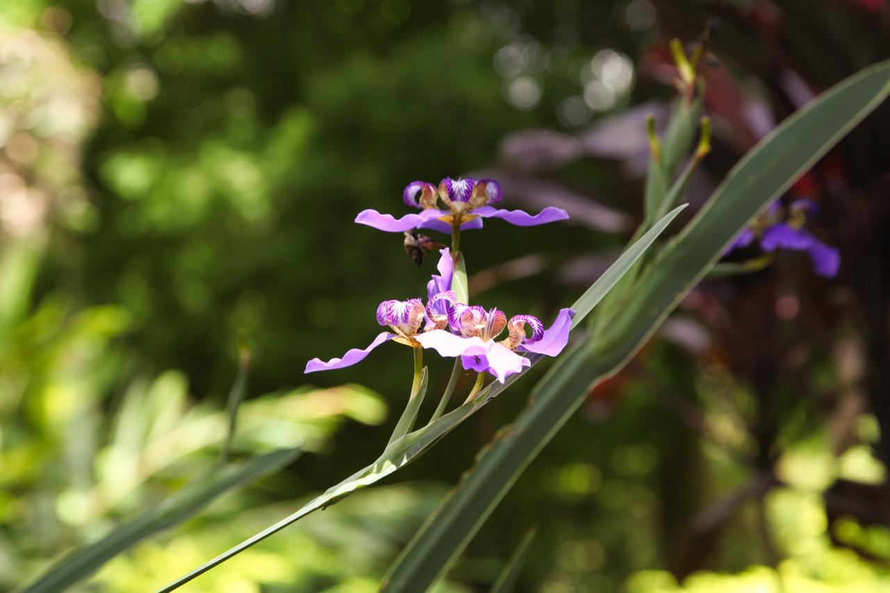 賓館 Quinta Da Jade